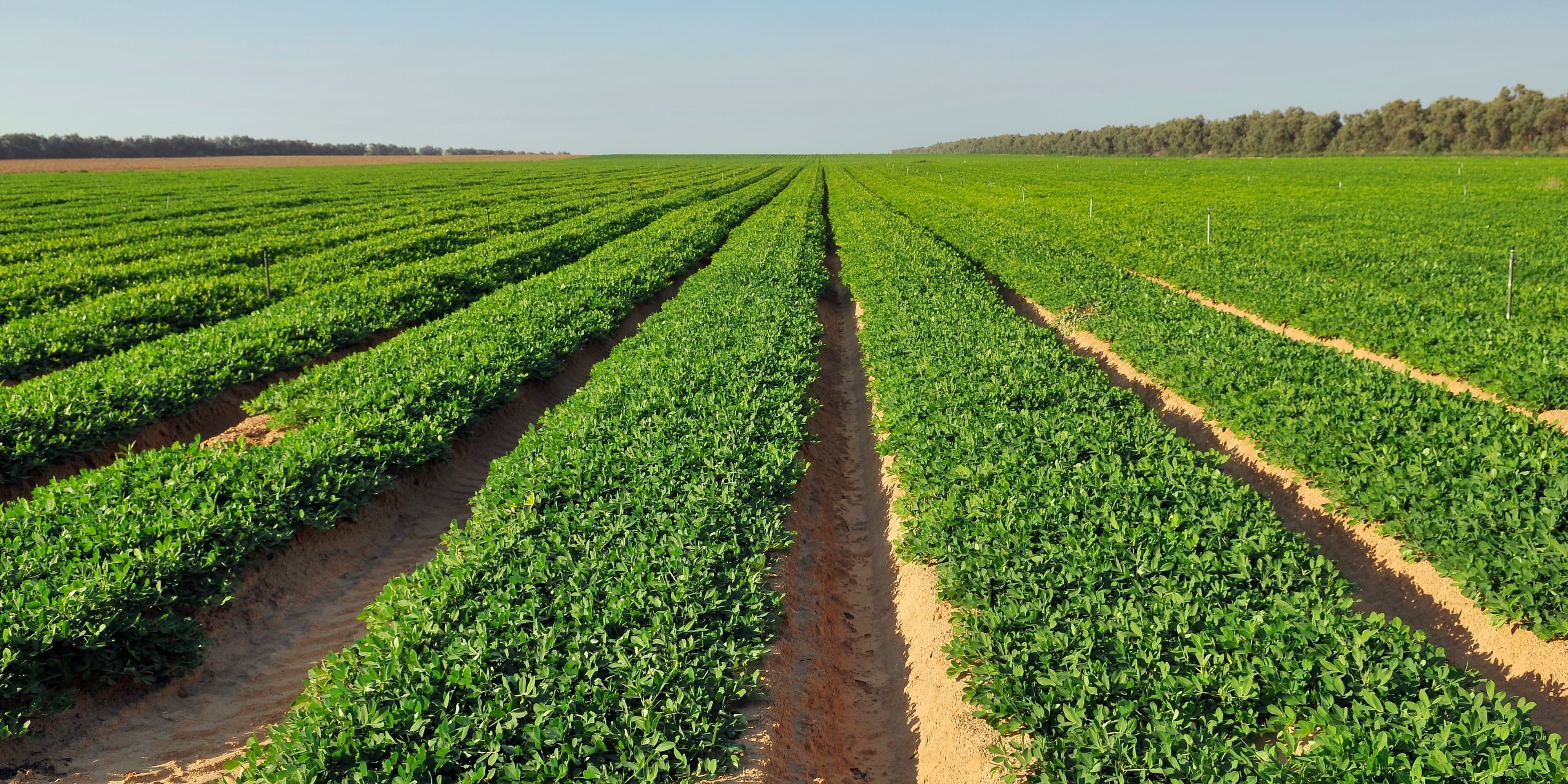 Peanut Field