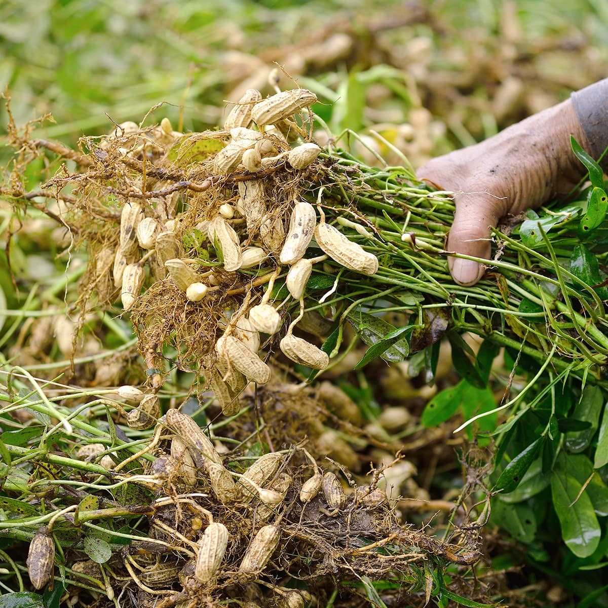 Fresh peanut plants being harvested